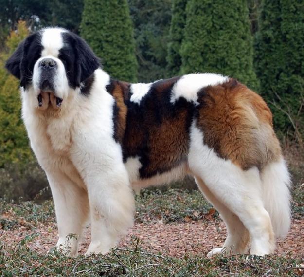 Saint Bernard