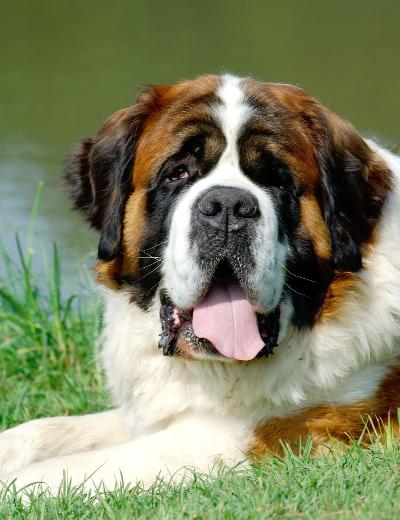 Saint Bernard