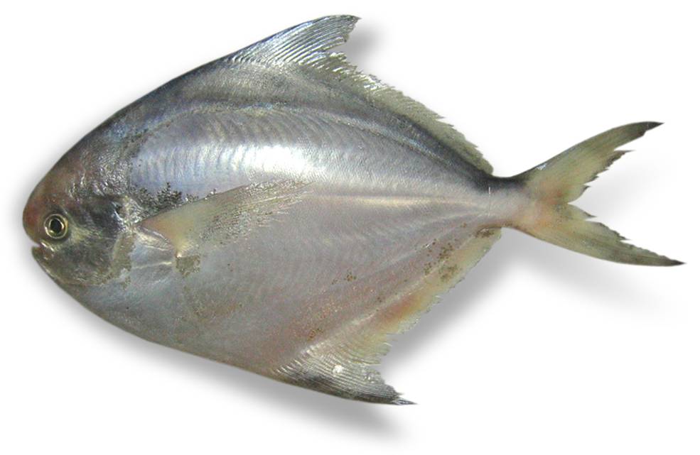 Pomfret