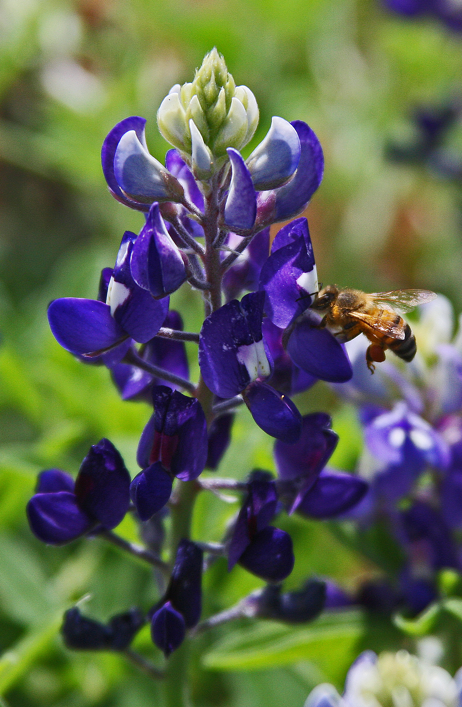 Lady Bird Johnson